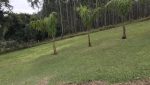 sitio-eldorado-mogi-das-cruzes-venda-260-mil-m2-plantacao-eucalipto-casa-salao-festas-piscina (10)