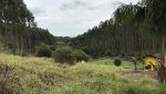 sitio-eldorado-mogi-das-cruzes-venda-260-mil-m2-plantacao-eucalipto-casa-salao-festas-piscina (11)