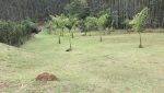sitio-eldorado-mogi-das-cruzes-venda-260-mil-m2-plantacao-eucalipto-casa-salao-festas-piscina (16)