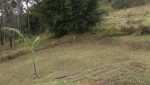 sitio-eldorado-mogi-das-cruzes-venda-260-mil-m2-plantacao-eucalipto-casa-salao-festas-piscina (18)