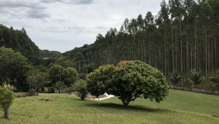 sitio-eldorado-mogi-das-cruzes-venda-260-mil-m2-plantacao-eucalipto-casa-salao-festas-piscina (22)