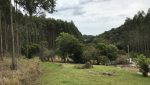 sitio-eldorado-mogi-das-cruzes-venda-260-mil-m2-plantacao-eucalipto-casa-salao-festas-piscina (23)