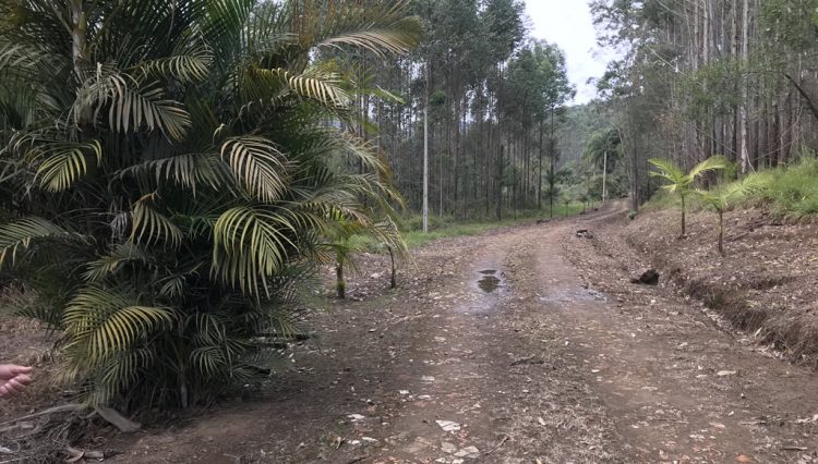 sitio-eldorado-mogi-das-cruzes-venda-260-mil-m2-plantacao-eucalipto-casa-salao-festas-piscina (3)