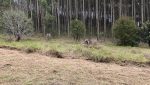 sitio-eldorado-mogi-das-cruzes-venda-260-mil-m2-plantacao-eucalipto-casa-salao-festas-piscina (30)