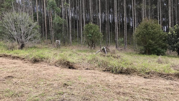 sitio-eldorado-mogi-das-cruzes-venda-260-mil-m2-plantacao-eucalipto-casa-salao-festas-piscina (30)