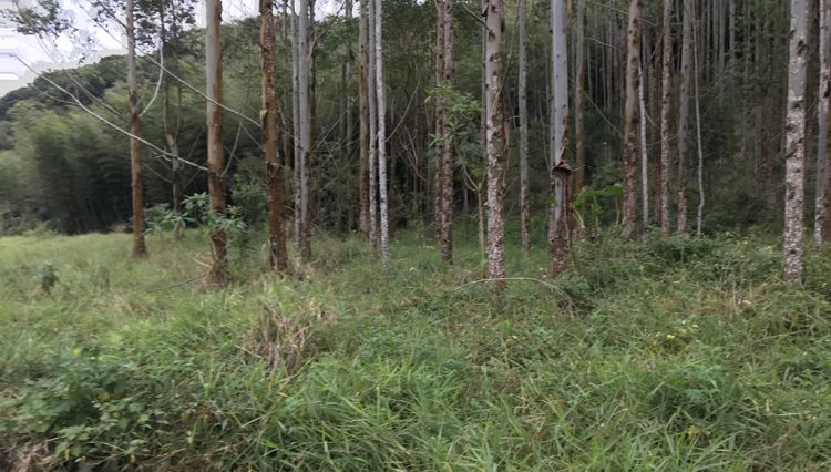 sitio-eldorado-mogi-das-cruzes-venda-260-mil-m2-plantacao-eucalipto-casa-salao-festas-piscina (31)