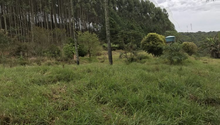 sitio-eldorado-mogi-das-cruzes-venda-260-mil-m2-plantacao-eucalipto-casa-salao-festas-piscina (33)