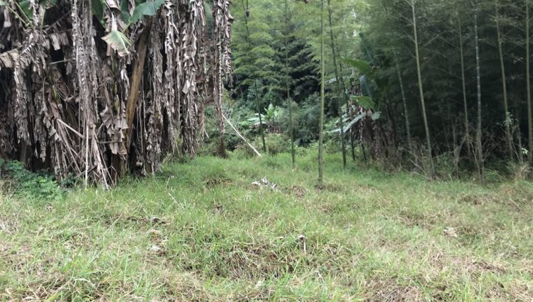 sitio-eldorado-mogi-das-cruzes-venda-260-mil-m2-plantacao-eucalipto-casa-salao-festas-piscina (34)