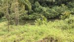 sitio-eldorado-mogi-das-cruzes-venda-260-mil-m2-plantacao-eucalipto-casa-salao-festas-piscina (35)