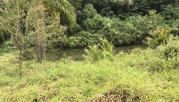 sitio-eldorado-mogi-das-cruzes-venda-260-mil-m2-plantacao-eucalipto-casa-salao-festas-piscina (35)