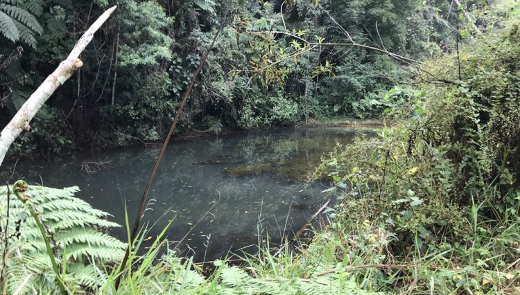 sitio-eldorado-mogi-das-cruzes-venda-260-mil-m2-plantacao-eucalipto-casa-salao-festas-piscina (36)