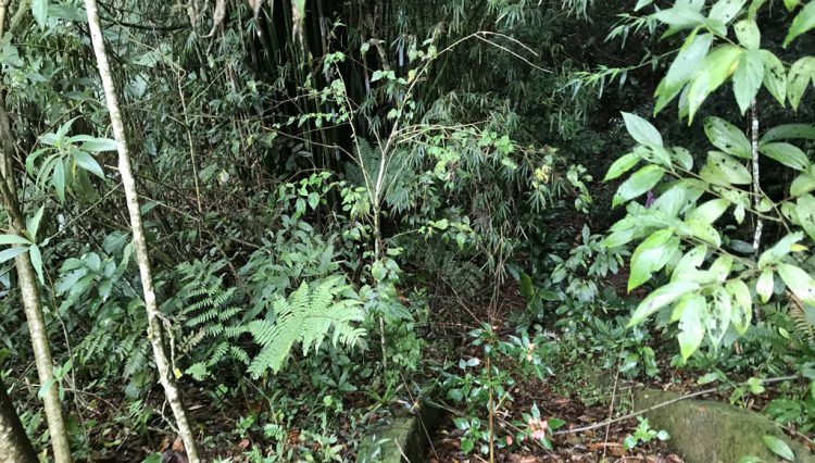 sitio-eldorado-mogi-das-cruzes-venda-260-mil-m2-plantacao-eucalipto-casa-salao-festas-piscina (37)