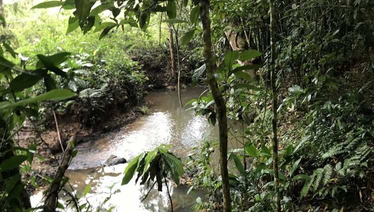 sitio-eldorado-mogi-das-cruzes-venda-260-mil-m2-plantacao-eucalipto-casa-salao-festas-piscina (38)