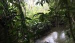 sitio-eldorado-mogi-das-cruzes-venda-260-mil-m2-plantacao-eucalipto-casa-salao-festas-piscina (39)