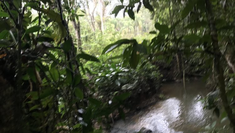 sitio-eldorado-mogi-das-cruzes-venda-260-mil-m2-plantacao-eucalipto-casa-salao-festas-piscina (39)
