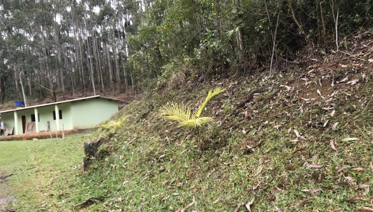 sitio-eldorado-mogi-das-cruzes-venda-260-mil-m2-plantacao-eucalipto-casa-salao-festas-piscina (5)
