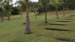 sitio-eldorado-mogi-das-cruzes-venda-260-mil-m2-plantacao-eucalipto-casa-salao-festas-piscina (9)