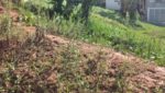 terreno-vila-pomar-topografia-aclive-250m2 (14)