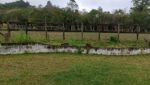 sitio-cocuera-lago-piscina-casa-5dorm-estabulo-churrasqueira-casa-hospede-pista-cavalo-mogi-ve ( (20)
