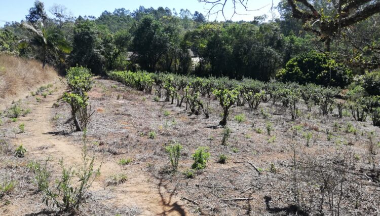 sitio-casa-sede-casa-caseiro-galpao-34.000m2-cocuera-venda (17)