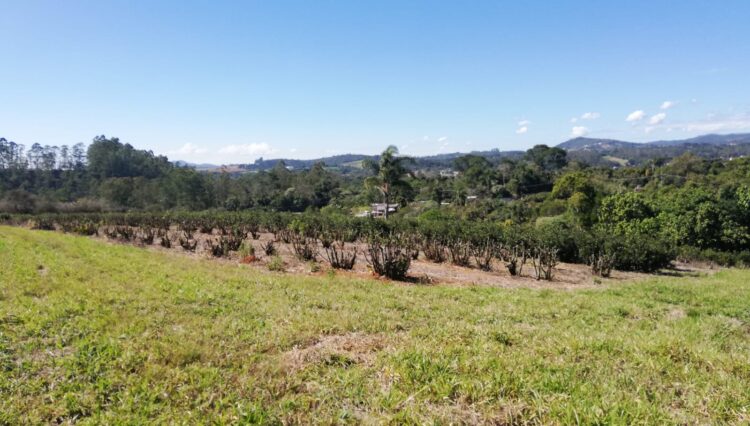 sitio-casa-sede-casa-caseiro-galpao-34.000m2-cocuera-venda (4)