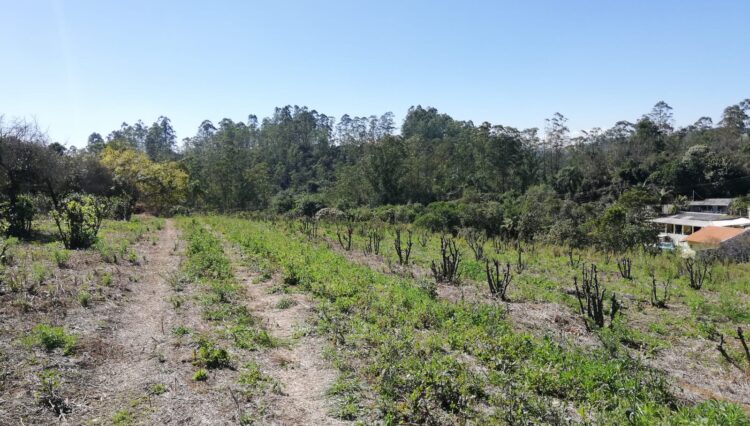 sitio-casa-sede-casa-caseiro-galpao-34.000m2-cocuera-venda (7)