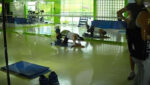 Aruã Lagos Academia central