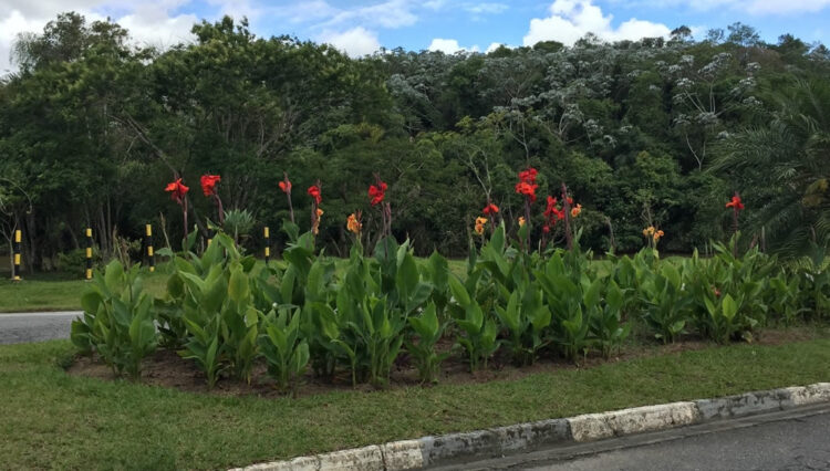 Flores Aruã Lagos