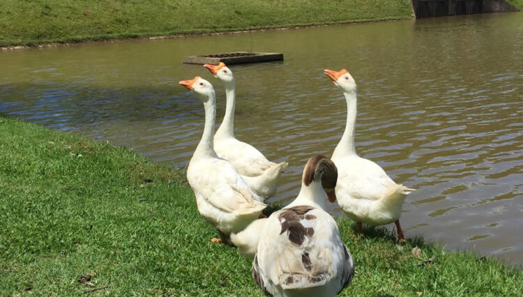 Lago 2
