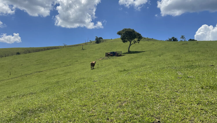 sitio-6-alqueires-paraibuna-10km-salesopolis-casa-sede-5-dorm-3-lagos-cocheiras-plantação-cercado (51)